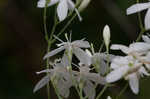 Largeleaf rose gentian